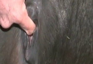 Black beast having an intense sexual entertainment